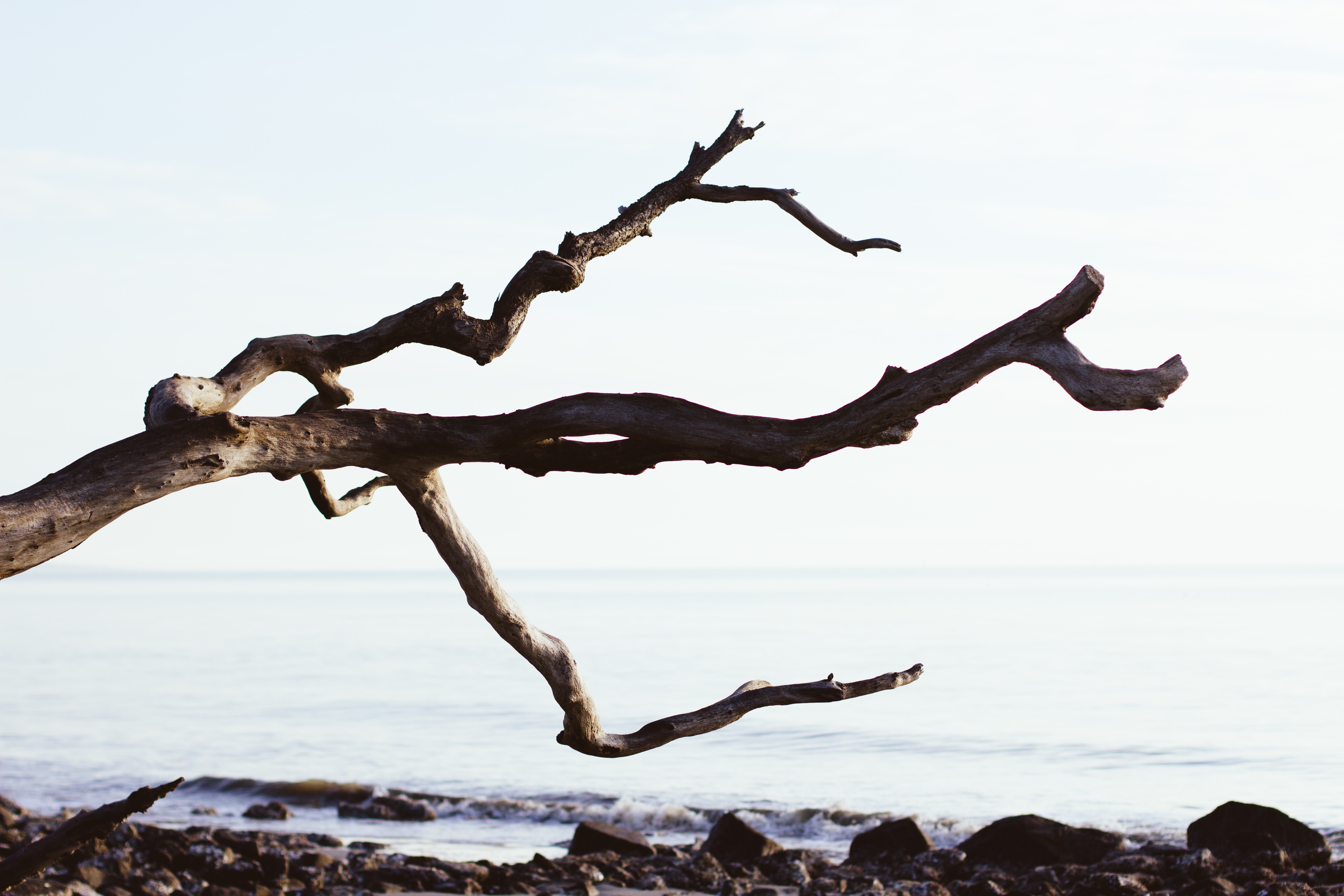 Image of a tree branch